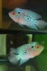 fwflowerhorn1225948286.jpg