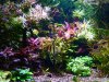 planted tank 007.JPG