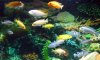 african cichlids 55 gallonsdddsff 019.jpg