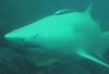 albino grey nurse shark.jpg