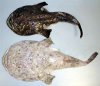 albino_monkfish.jpg