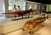 chinese-paddlefish-museum-ga.jpg