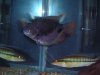 giant gourami 004.JPG