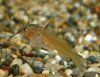 white bullhead.jpg