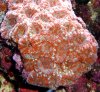 sockeye salmon colony picture.jpg