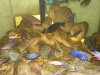 2008_1211Fish0024.JPG