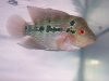 flowerhorn 12-11-08 005.JPG