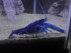 blue lobster 007.JPG