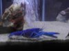 blue lobster 005.JPG