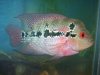 flowerhorn 12-22-08 002.JPG