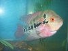 flowerhorn 12-22-08 004.JPG