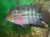 flowerhorn 12-31-08 007.JPG