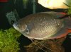 redtail giant gourami update.jpg