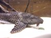 Pleco!!! 002.jpg