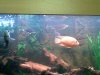 Phone fish shots (11).jpg