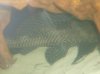 fishies 015.jpg