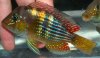 gymnogeophagus_r_nsp_sarandi2[1].jpg