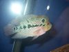 flowerhorn 02-21-09 003.JPG