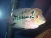 flowerhorn 02-21-09 004.JPG