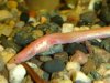 pink eel.jpg