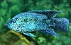 JackDempsey(Blue)WFCiam_Cn0754.jpg