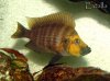 altolamprologus-compressiceps-goldhead-1.jpg