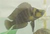 Lamprologus_compressiceps_gold_face.jpg