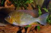 Threadfin Acara 2.jpg