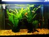 new iphone pics of 29 gal 009.JPG