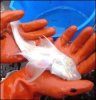 070926_albino_ratfish.jpg