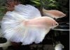 1085173043-M_Albino_Bigfin.jpg