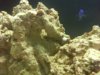 sponge1.jpg