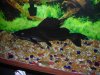 Leiarius Pictus catfish 002.jpg