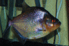 piranhablue1.gif