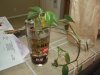 Root Tank - Pothos.JPG