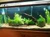 Fish Tank 001.JPG