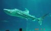 whale shark.jpg