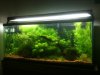 tank update 2 010.JPG