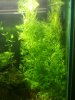 tank update 2 011.JPG