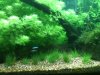 tank update 2 014.JPG