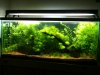 tank update3 011.JPG