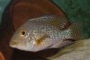 Geophagus_brasiliensis.jpg