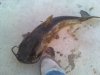 11-16 Port Deposit Pier (Channel Catfish 7.5lbs)3.jpg