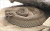 Patternless_Crotalus_atrox.jpg