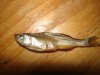 dead fish 016.JPG