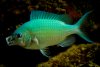 Chromis-Yawn.jpg