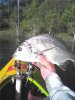 bream3.jpg