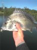 bream4.jpg