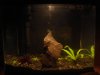 betta tank as of '10 22 002.JPG