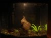 betta tank as of '10 22 003.JPG